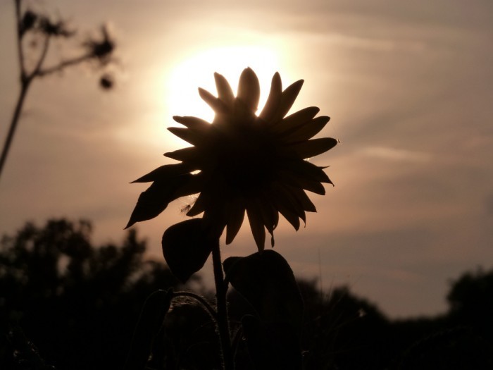 Coucher de soleil sur tournesol © ttmacha